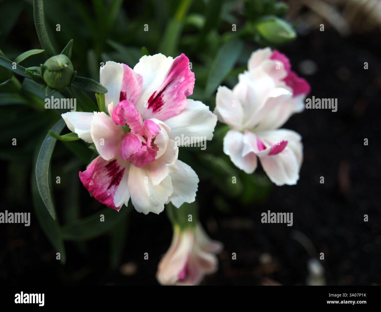 Nahaufnahme einer weißen und rosa Blüte einer Nelke (Dianthus caryophyllus) oder Nelke rosa zwischen ihren Blättern, von oben gesehen. Bonn, Deutschland. Konzept: Stockfoto