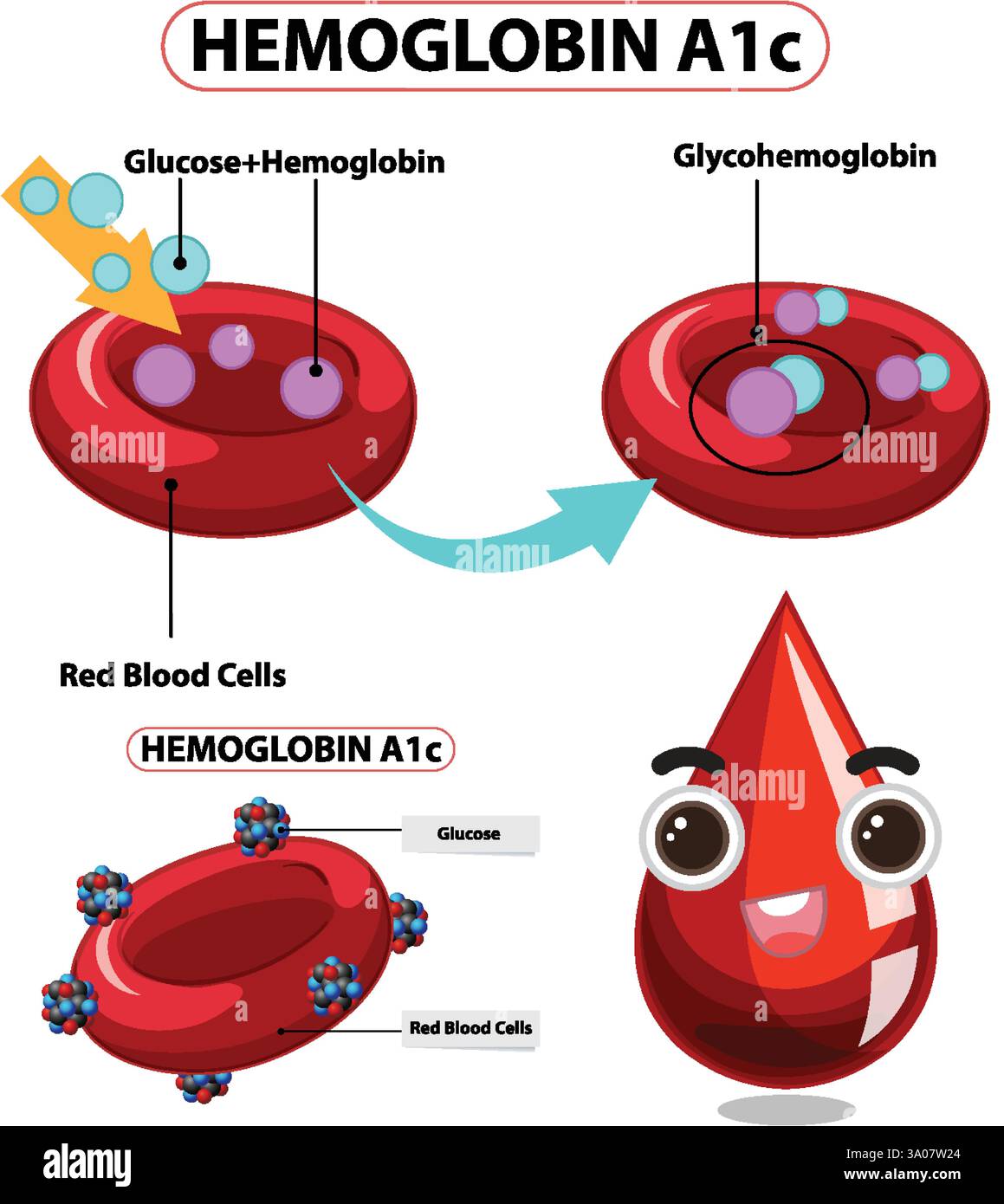 Illustration der Glukoseinteraktion mit roten Blutkörperchen Stock Vektor