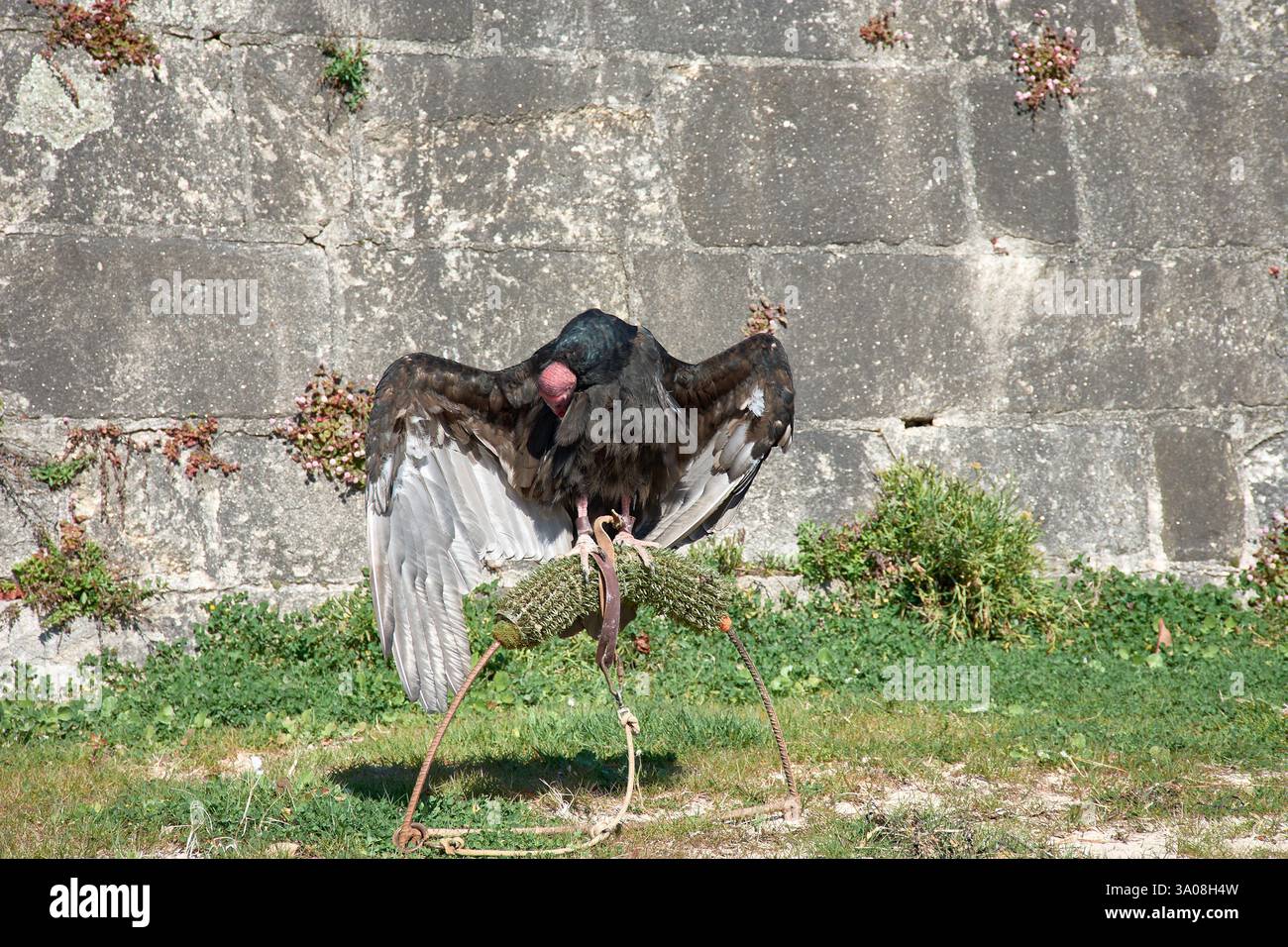 Ein truthahngeier (Cathartes aura) sitzt mit voll ausgestreckten Flügeln auf einem Falknerübungsstand und sonnt sich im Sonnenlicht. Stockfoto