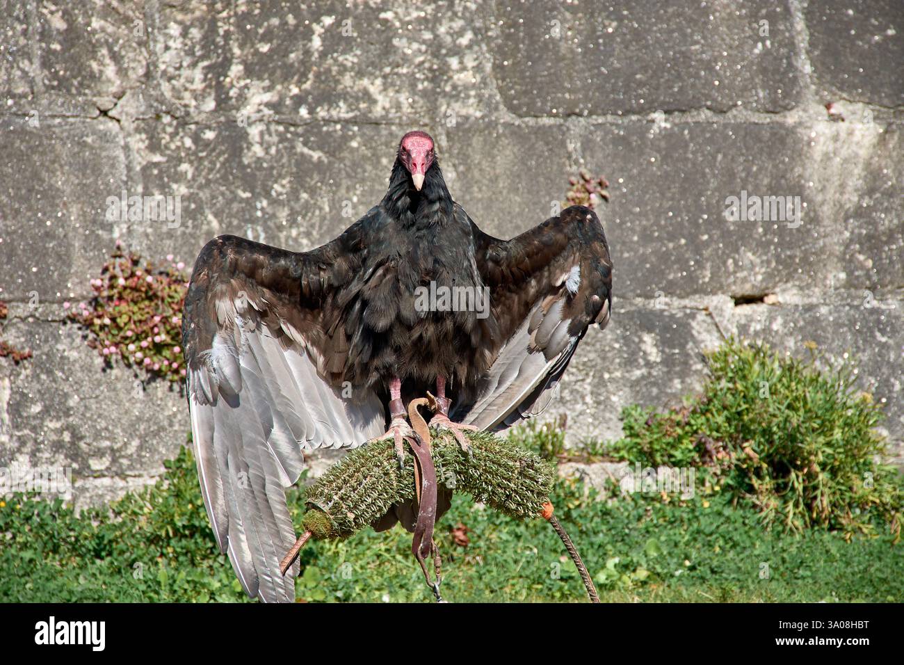 Ein truthahngeier (Cathartes aura) sitzt mit voll ausgestreckten Flügeln auf einem Falknerübungsstand und sonnt sich im Sonnenlicht. Stockfoto