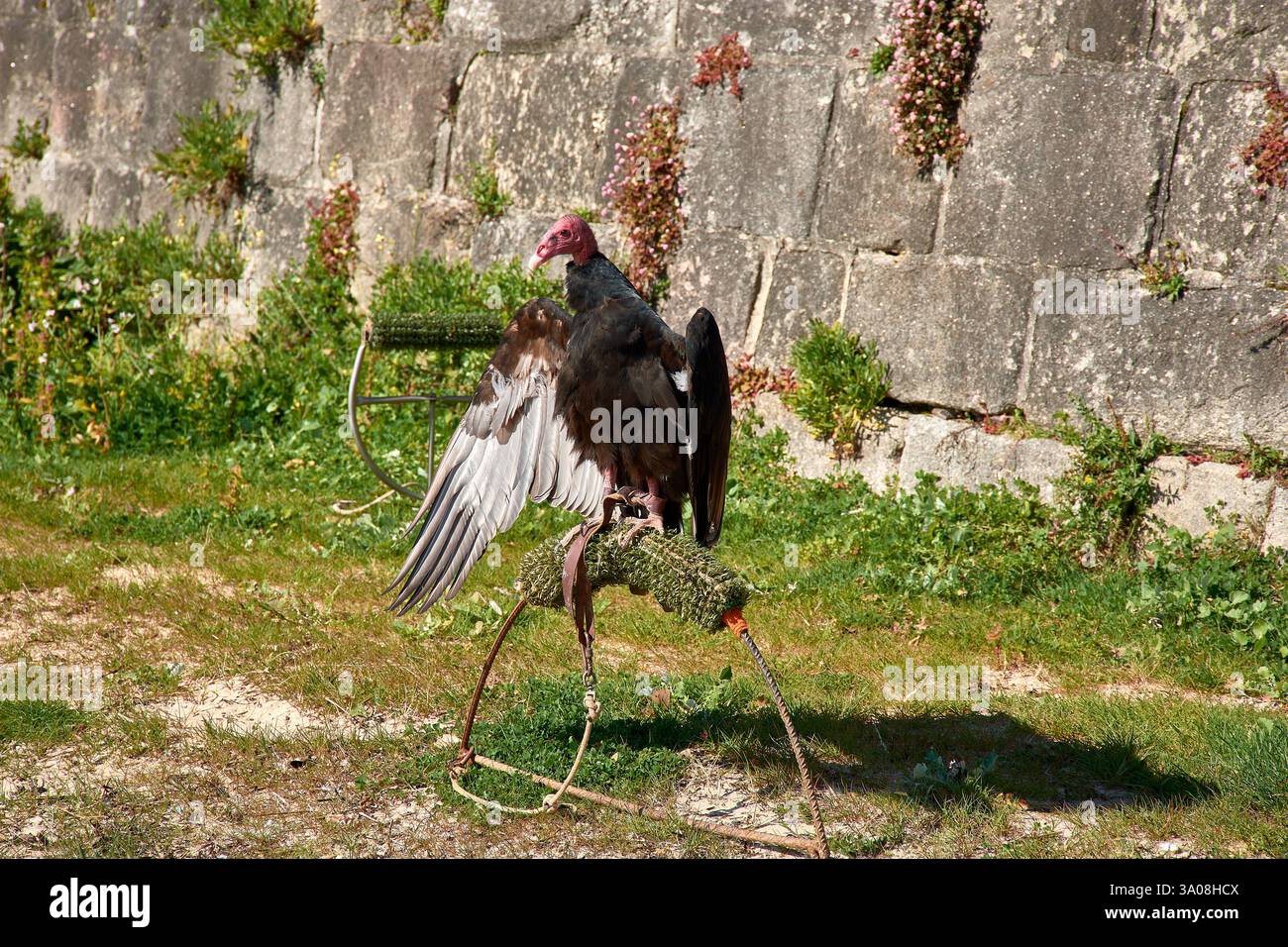 Ein truthahngeier (Cathartes aura) sitzt mit voll ausgestreckten Flügeln auf einem Falknerübungsstand und sonnt sich im Sonnenlicht. Stockfoto