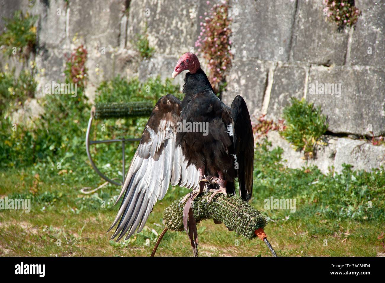 Ein truthahngeier (Cathartes aura) sitzt mit voll ausgestreckten Flügeln auf einem Falknerübungsstand und sonnt sich im Sonnenlicht. Stockfoto