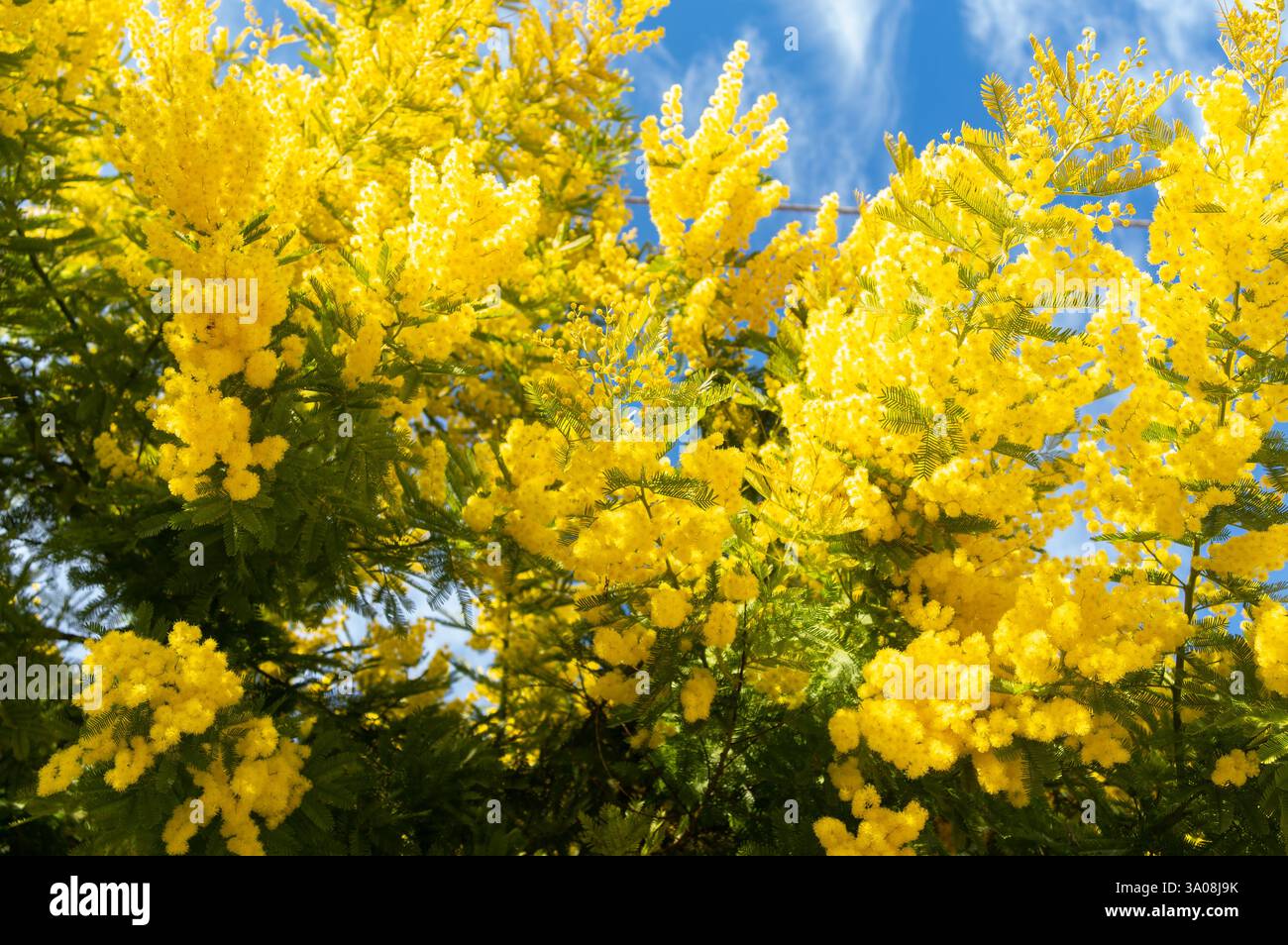 Hellgelbe Mimosa-Blüten sind auf zarten Zweigen vor einem klaren blauen Himmel angesammelt Stockfoto