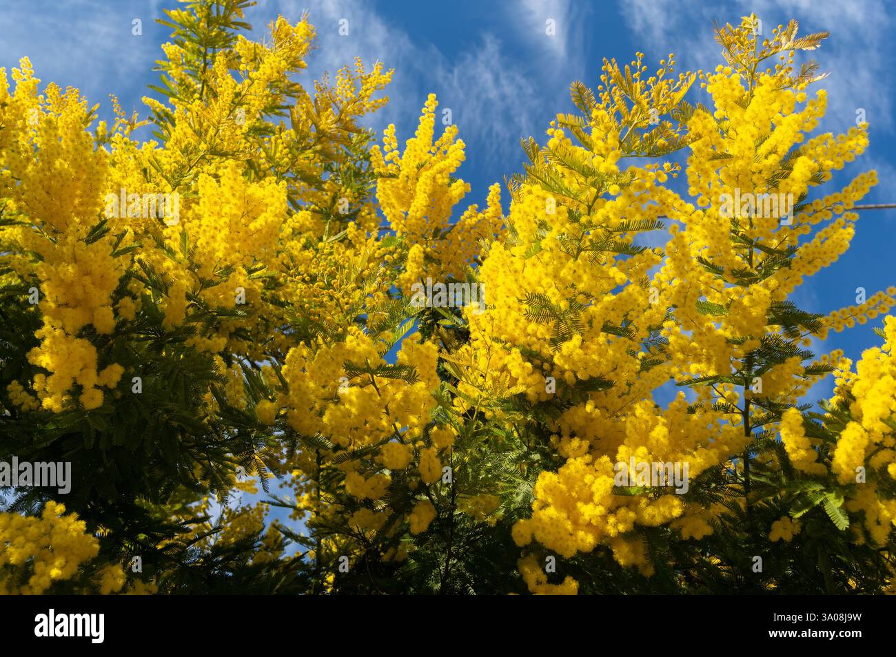 Hellgelbe Mimosa-Blüten sind auf zarten Zweigen vor einem klaren blauen Himmel angesammelt Stockfoto