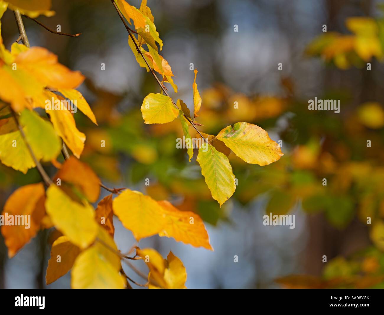 Hellgelbe Buchenblätter hängen an den Zweigen und läuten den Herbstbeginn ein Stockfoto