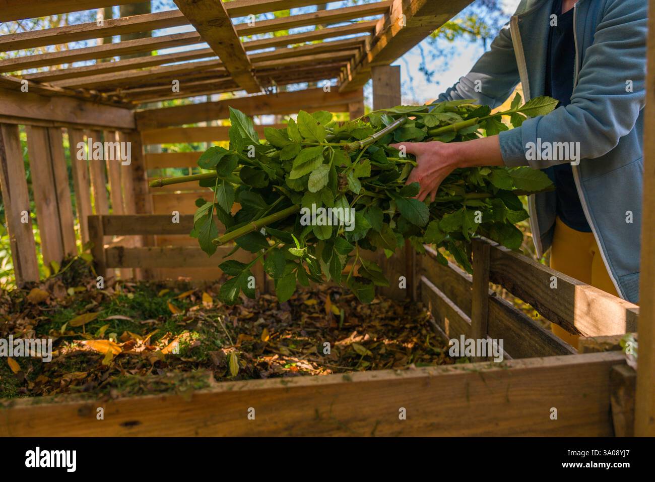 Kompostierung und nachhaltiger ökologischer Gartenbau. Gärtnerin, die Pflanzenabfälle aus grünem Garten in einen selbstgebauten Gartenkompostierkorb bringt. Recycling von Biowast Stockfoto