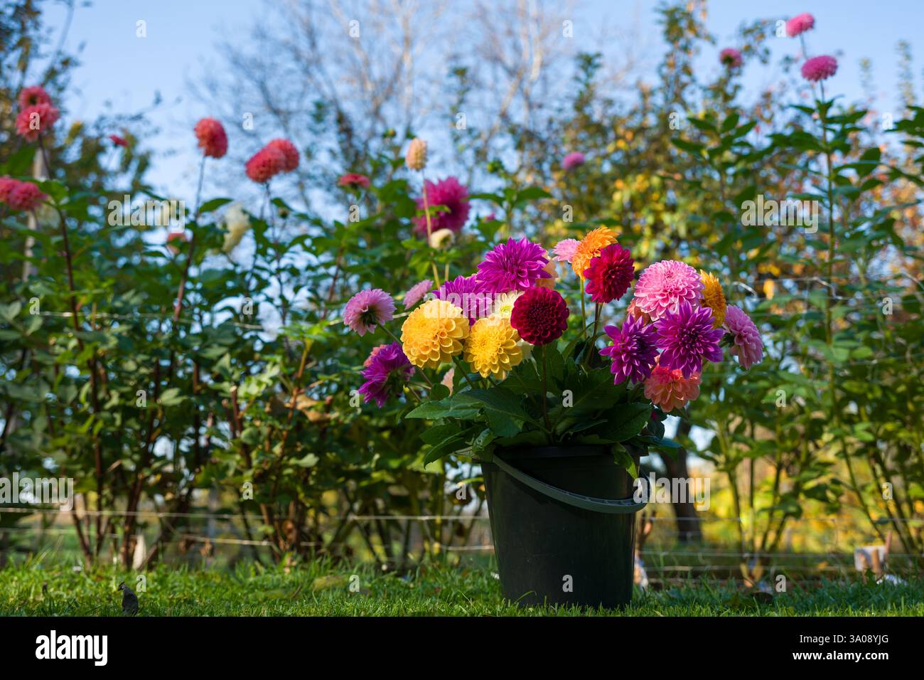 Blumeneimer voller Dahlienblüten, frisch geschnitten auf Bio-Blumenfarm. Blumenbeet in voller Blüte und Eimer mit geschnittenen Dahlienblüten. Stockfoto