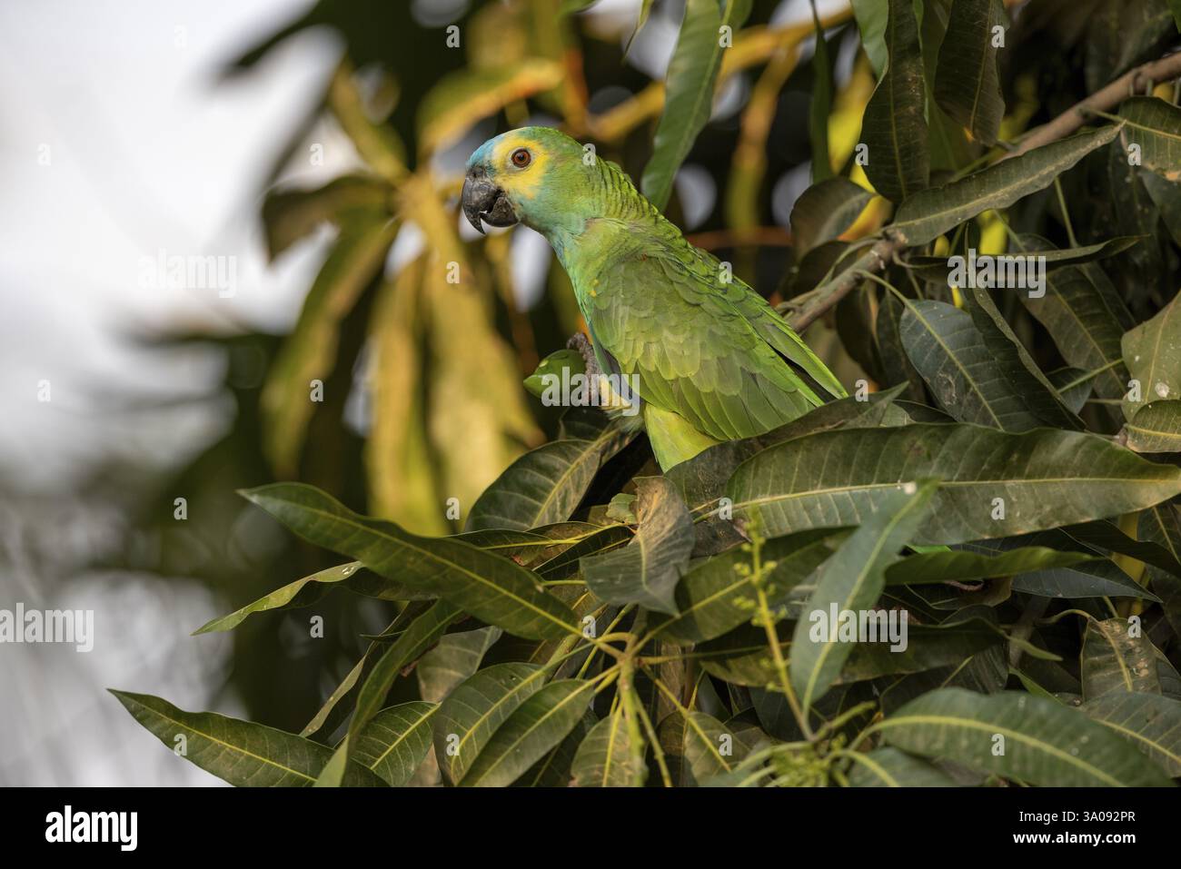 Amazonas mit blauer Front (Amazona aestiva), mit Früchten, Pantanal, Brasilien, Südamerika Stockfoto