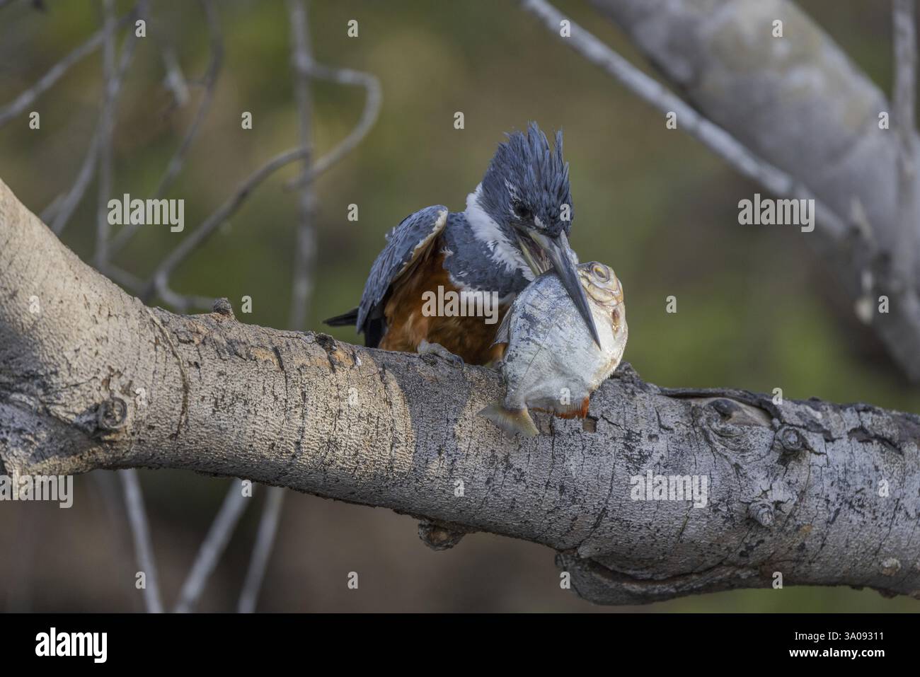Rotbrust Eisvogel (Megaceryle torquata), auf Zweig, Fisch essen, Rio Claro, Pantanal, Brasilien, Südamerika Stockfoto