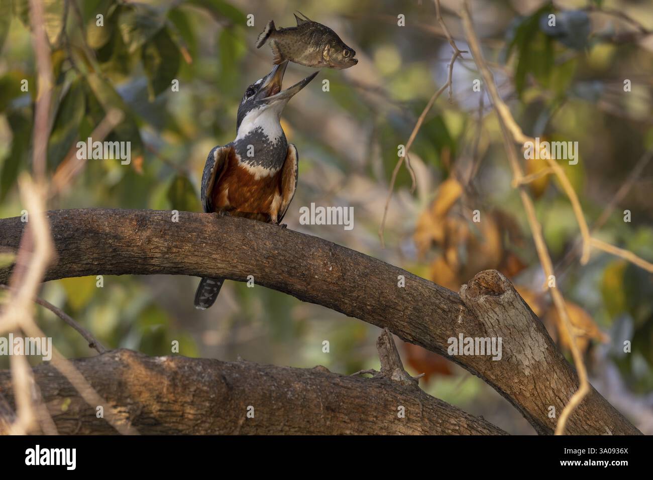 Rotbrust Eisvogel (Megaceryle torquata), auf Ast, ißt Piranha, Rio Claro, Pantanal, Brasilien, Südamerika Stockfoto