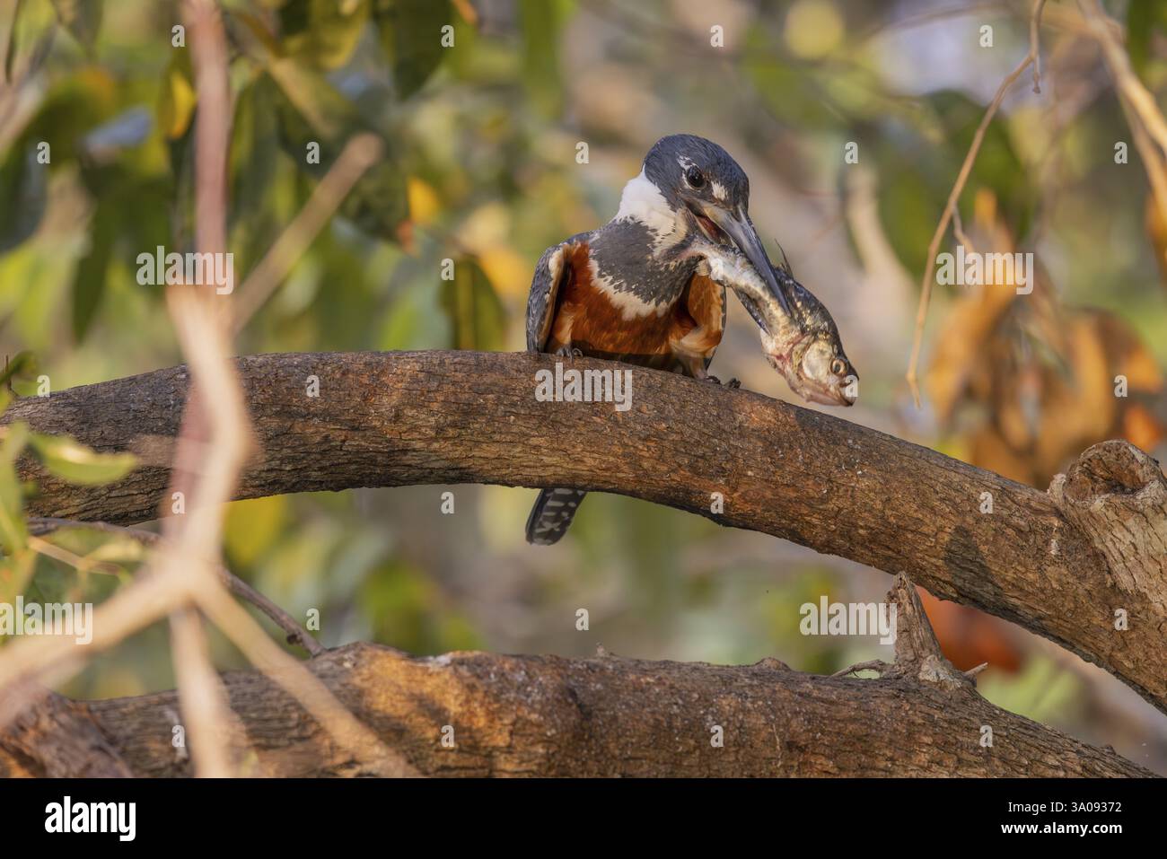 Rotbrust Eisvogel (Megaceryle torquata), auf Ast, ißt Piranha, Rio Claro, Pantanal, Brasilien, Südamerika Stockfoto