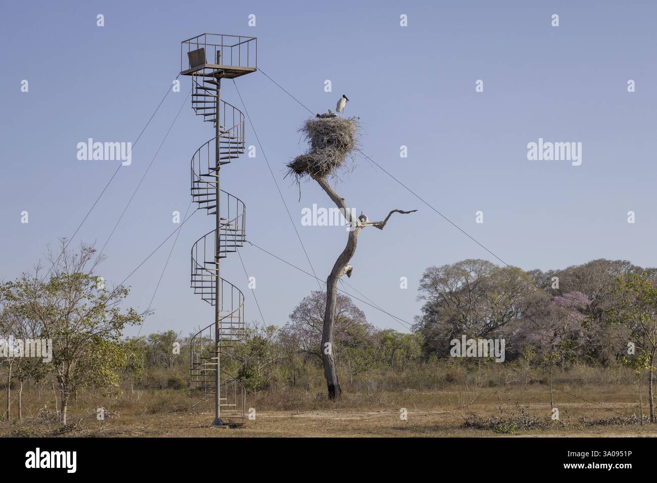 Jabiru (Jabiru mycteria), Nest mit Aussichtsturm, Pantanal, Brasilien, Südamerika Stockfoto