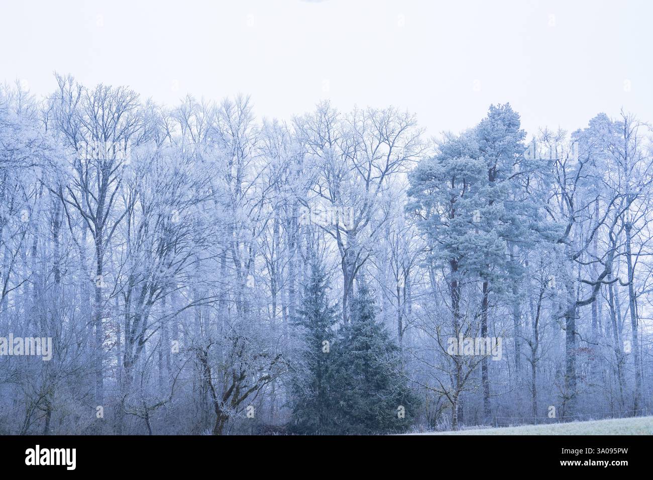 Schneebedeckte Bäume in ruhiger Winterlandschaft in kühlen Farben, Gechingen, Stadtteil Calw, Schwarzwald, Deutschland, Europa Stockfoto