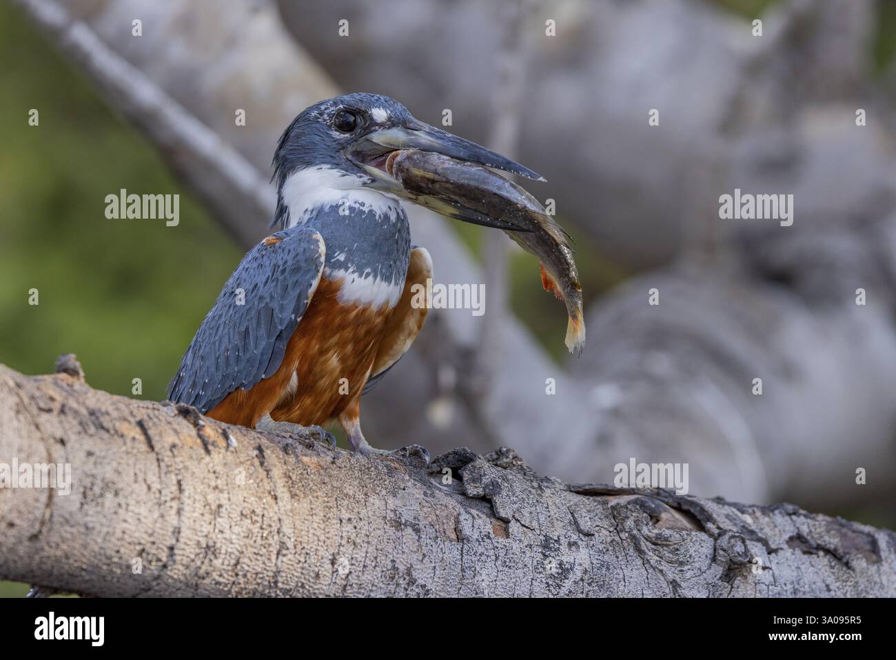 Rotbrust Eisvogel (Megaceryle torquata), auf Zweig, Fisch essen, Rio Claro, Pantanal, Brasilien, Südamerika Stockfoto