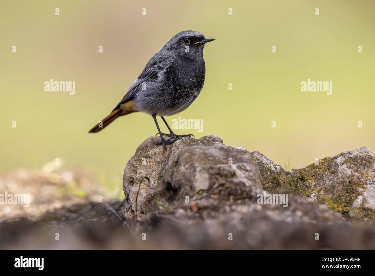 Redstart (Phoenicurus ochruros), auf Stein, Andalusien, Spanien, Europa Stockfoto