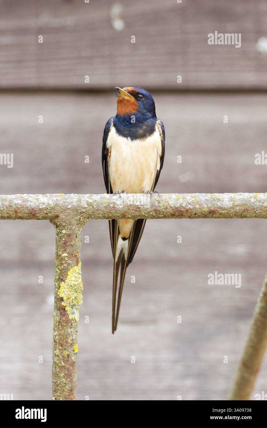 Scheunenschwalbe Hirundo rustica, Ordnung Passeriformes, Unterordnung Passeres, Familie Schwalben (Hirundinidae), Gattung Hirundo Stockfoto