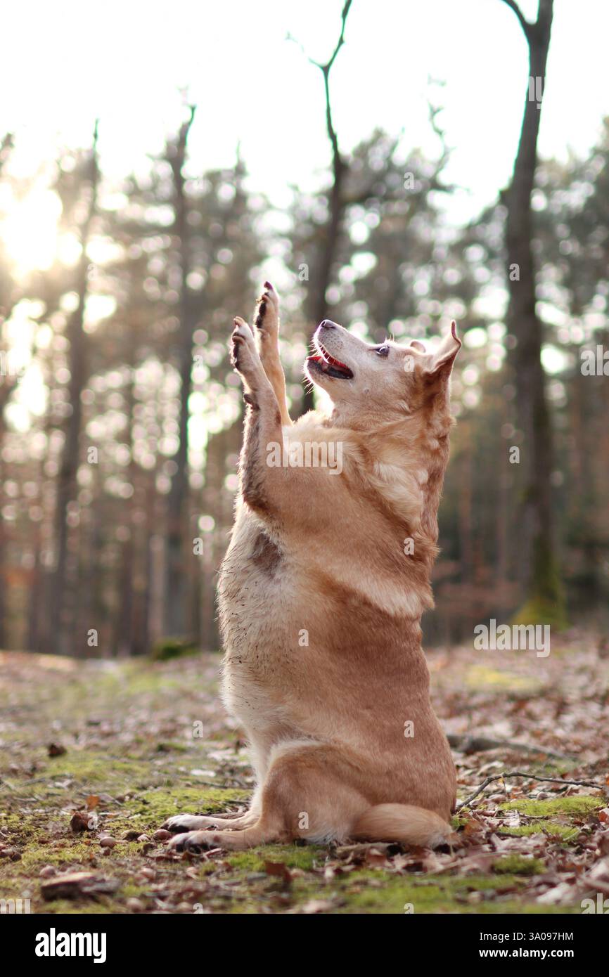 Der süße Hund ist bei Sonnenuntergang im Wald. Sie macht lustigen Trick - Erdmännchen Stockfoto