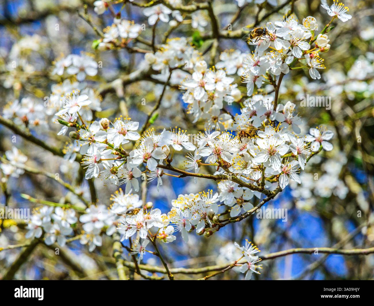 Blüte des Frühjahrs Mai (Crataegus monogyna) Stockfoto