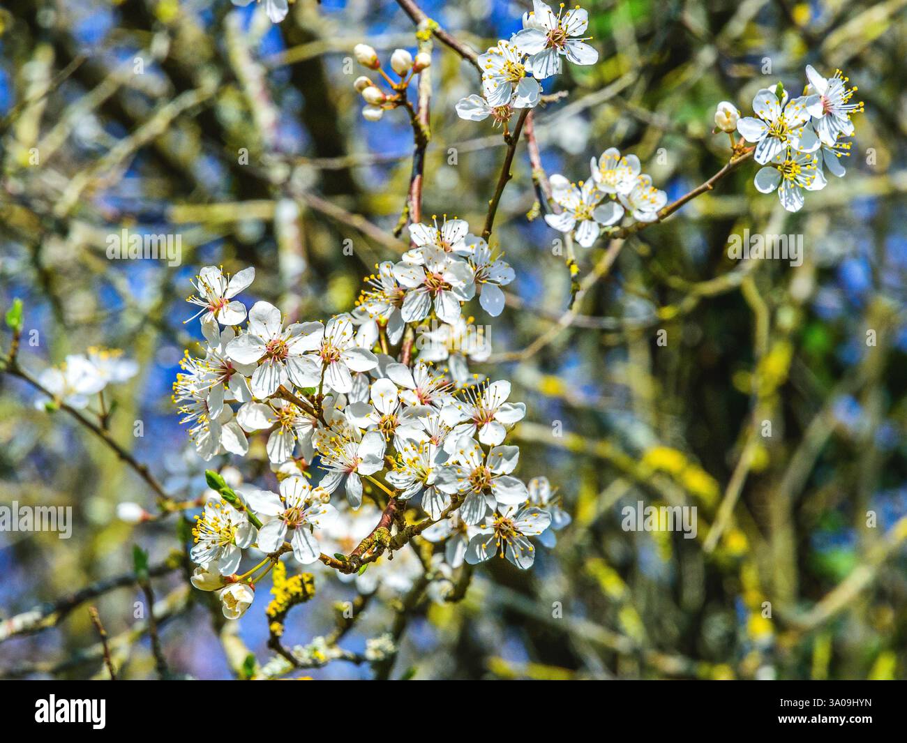 Blüte des Frühjahrs Mai (Crataegus monogyna) Stockfoto
