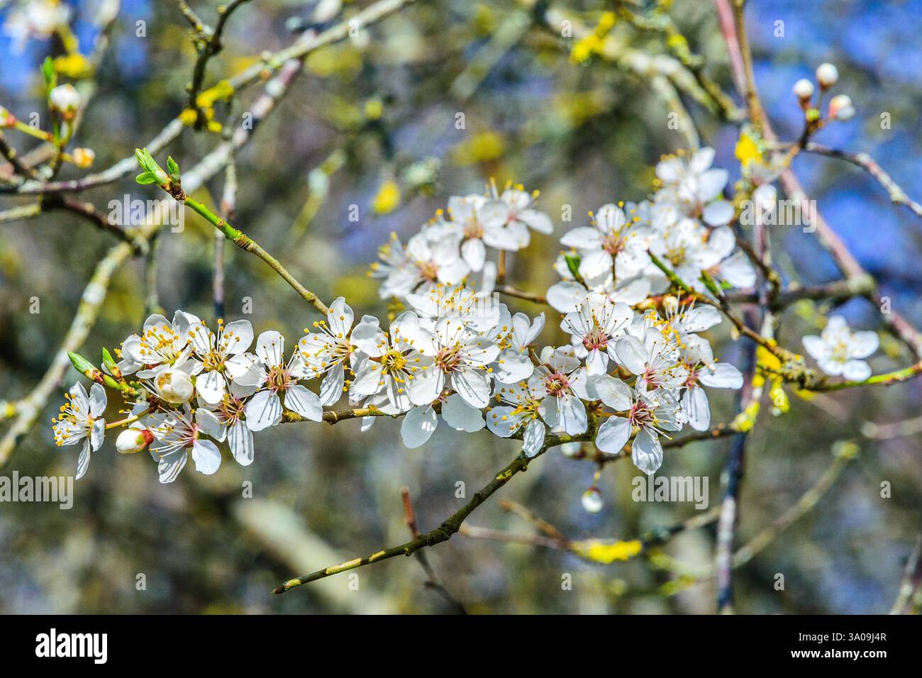 Blüte des Frühjahrs Mai (Crataegus monogyna) Stockfoto