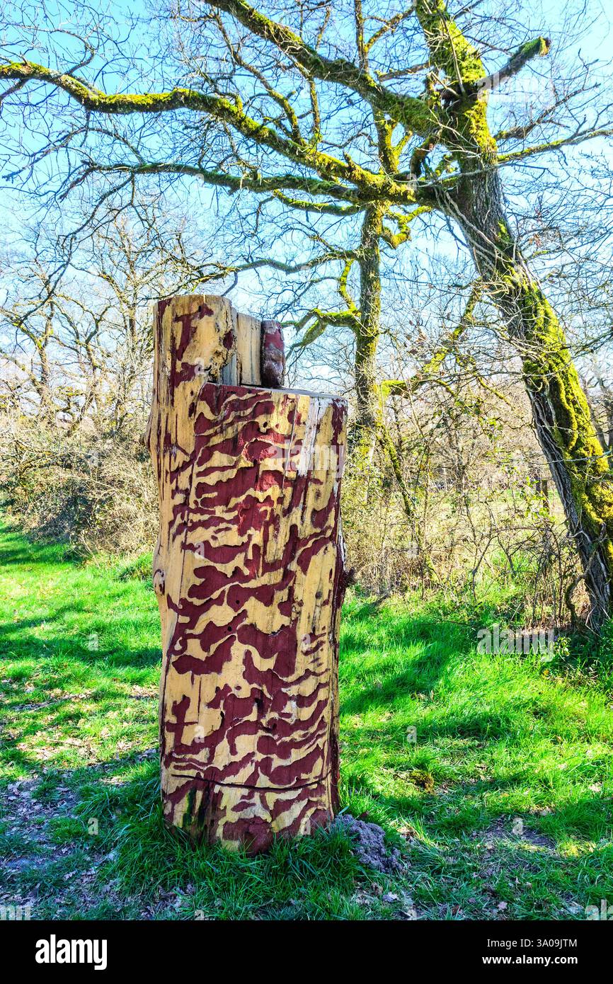 Toter Baumstamm mit invasiven Hohlräumen, gemalt als Form von Skulpturen im Regionalpark La Brenne - Le Bouchet, Rosnay, Indre (36), Frankreich. Stockfoto