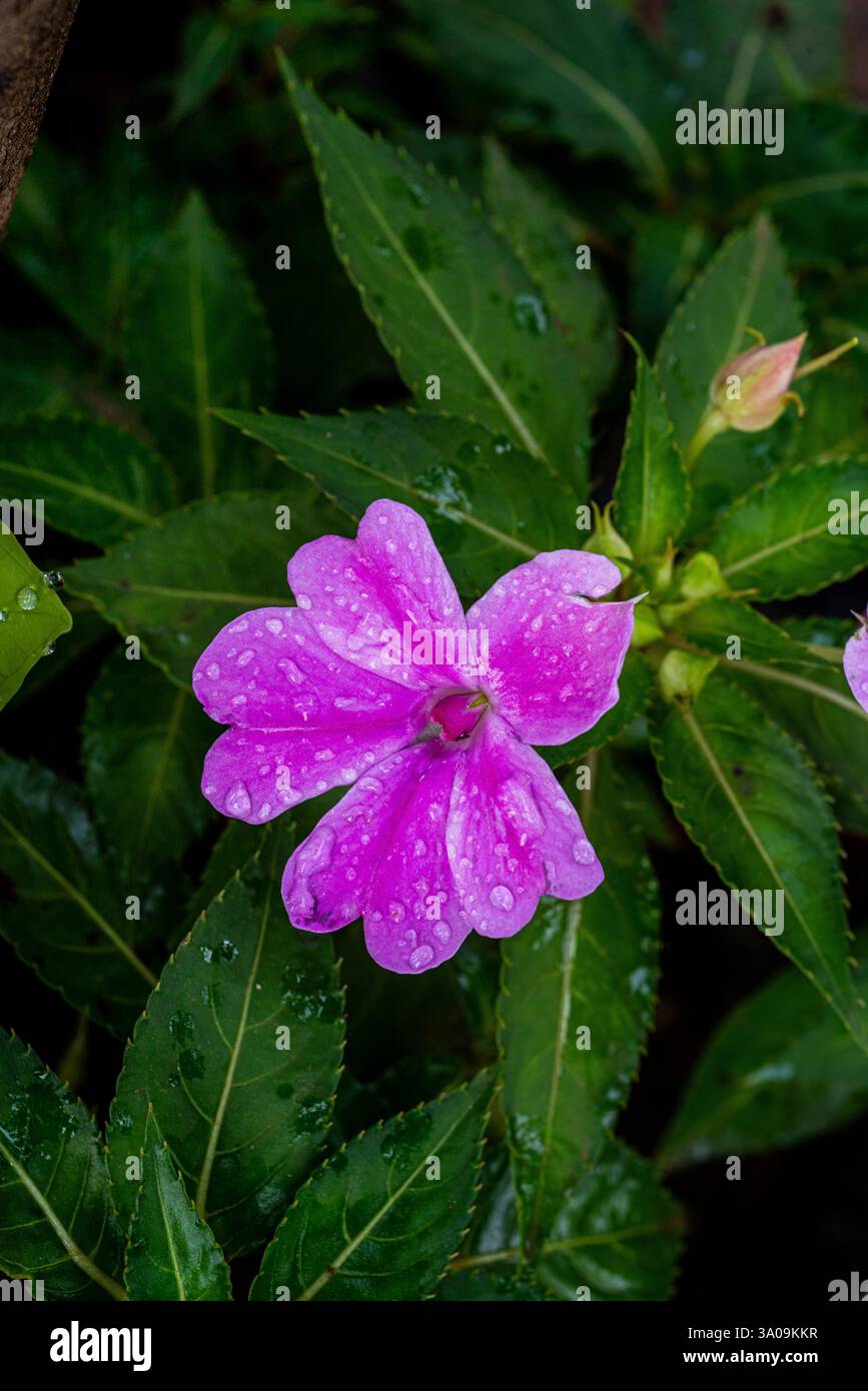 Neuguinea Impatiens ( Impatiens hawkeri ) Stockfoto