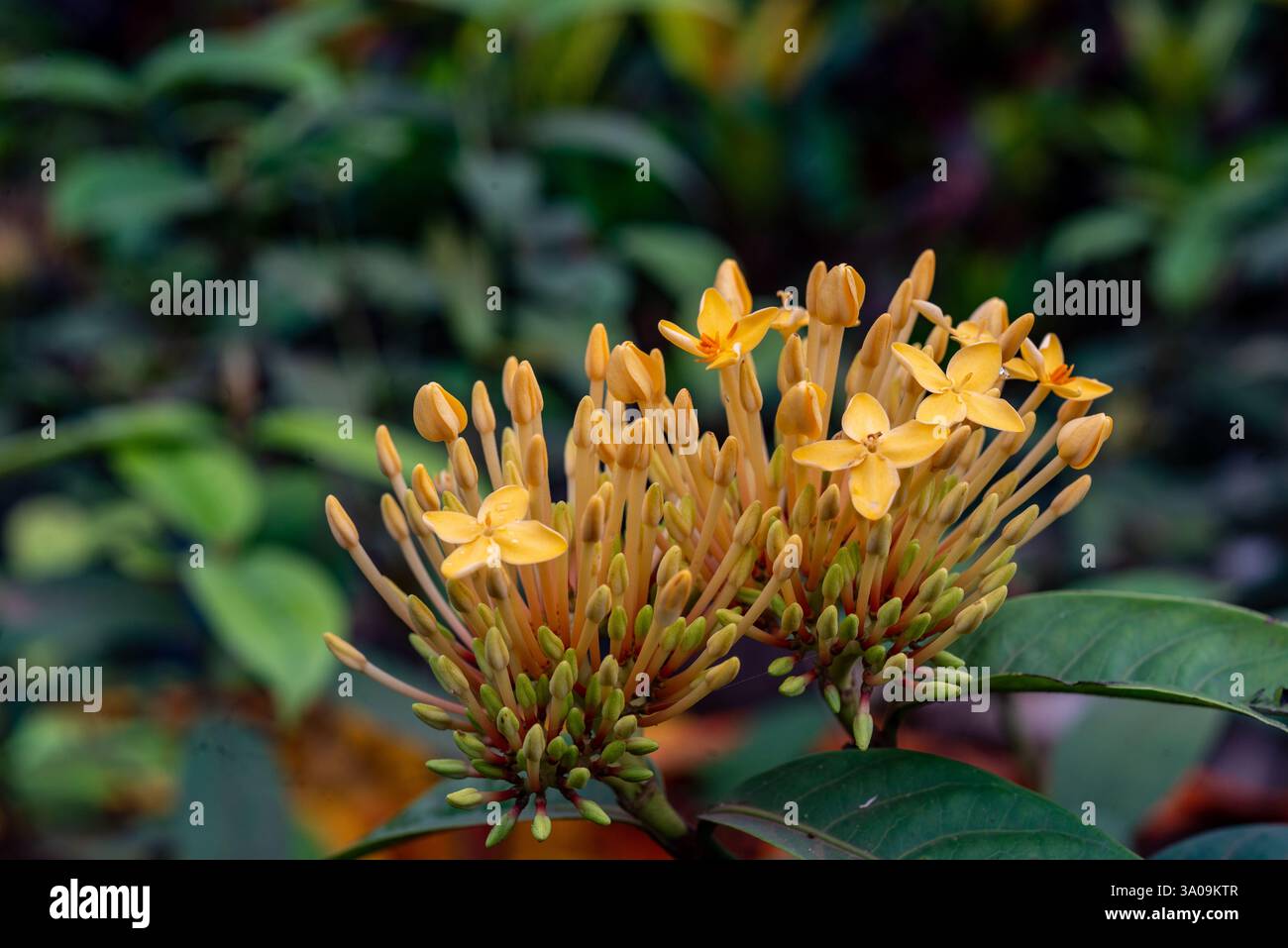 Javanische ixora ( Ixora javanica ) Kampala Uganda Stockfoto