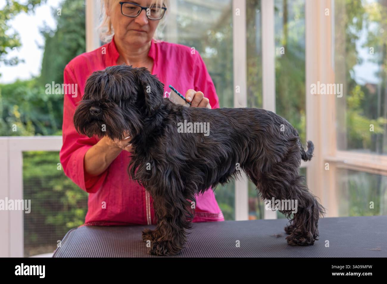 Der weibliche Groomer kämmt den Schwarzen Schnauzer Hund. Horizontal. Stockfoto