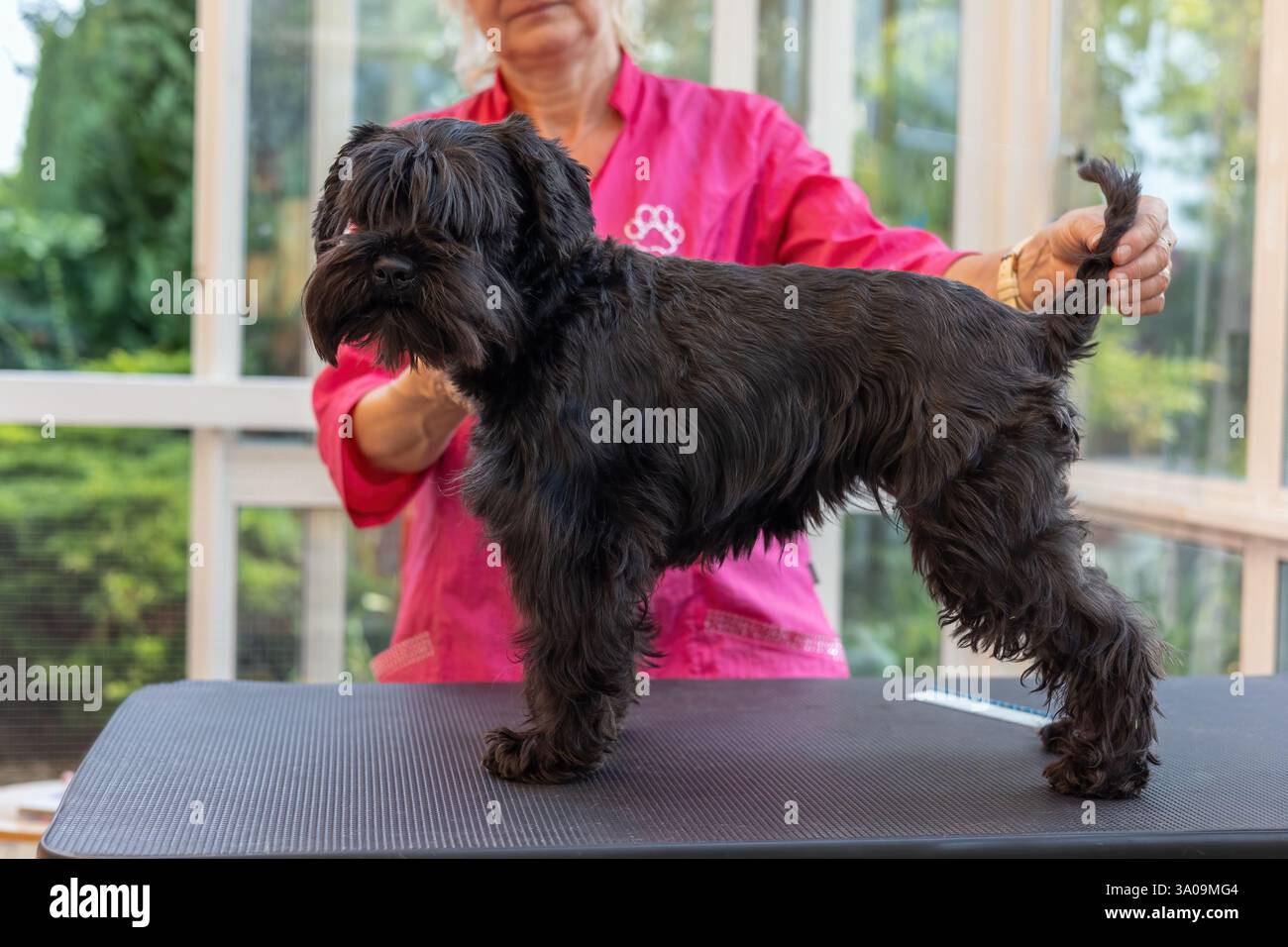Fenale-Groomer zeigt den Schwarzen Schnauzer-Hund, der auf dem Putztisch steht. Horizontal. Stockfoto
