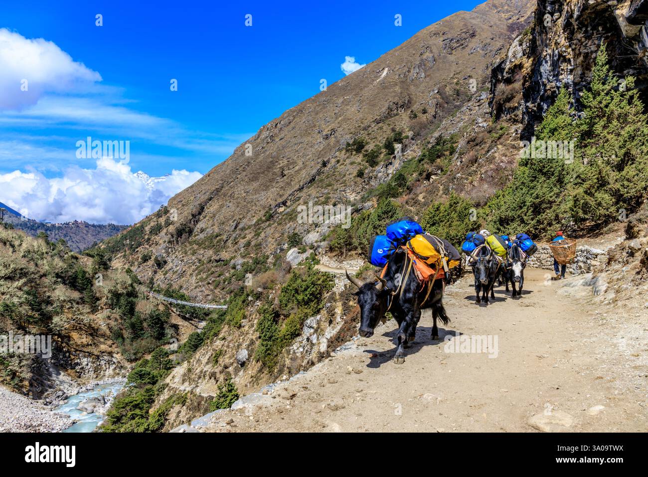 Yak Caravan transportieren schwere Taschen mit Zeug zum Everest Base Camp Trek im Himalaya, Nepal an einem sonnigen Tag auf einem schmalen Bergpfad. Tiere tragen Stockfoto