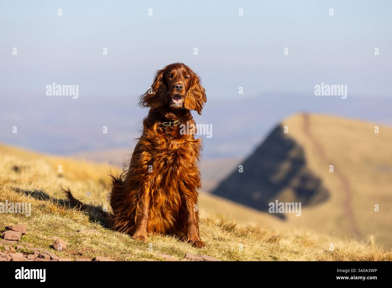 Weiblicher irischer Red Setter-Hund, fotografiert in den Bergen von Südwales, Großbritannien Stockfoto
