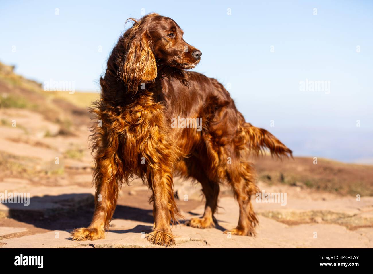 Weiblicher irischer Red Setter-Hund, fotografiert in den Bergen von Südwales, Großbritannien Stockfoto
