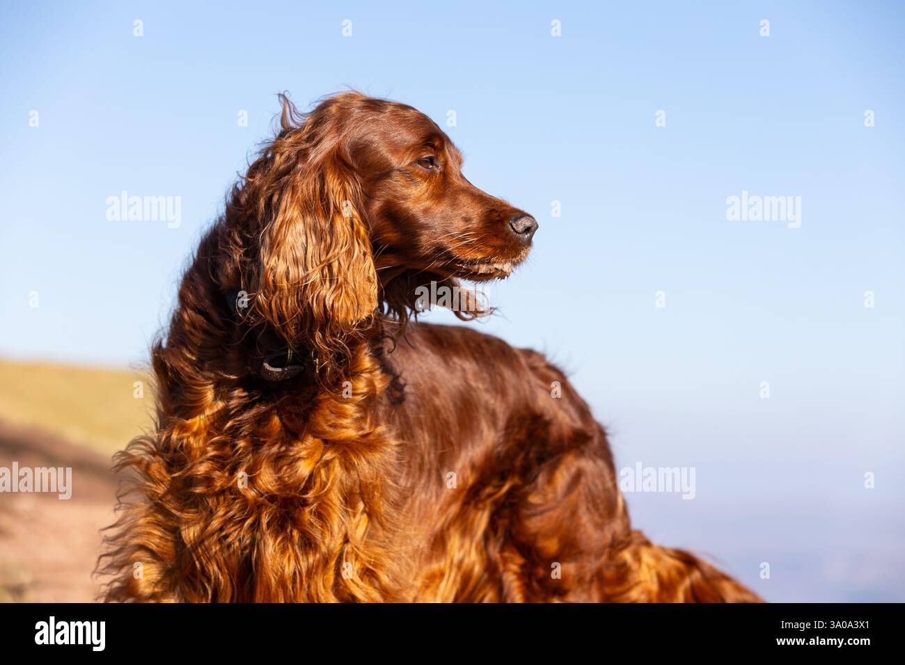 Weiblicher irischer Red Setter-Hund, fotografiert in den Bergen von Südwales, Großbritannien Stockfoto