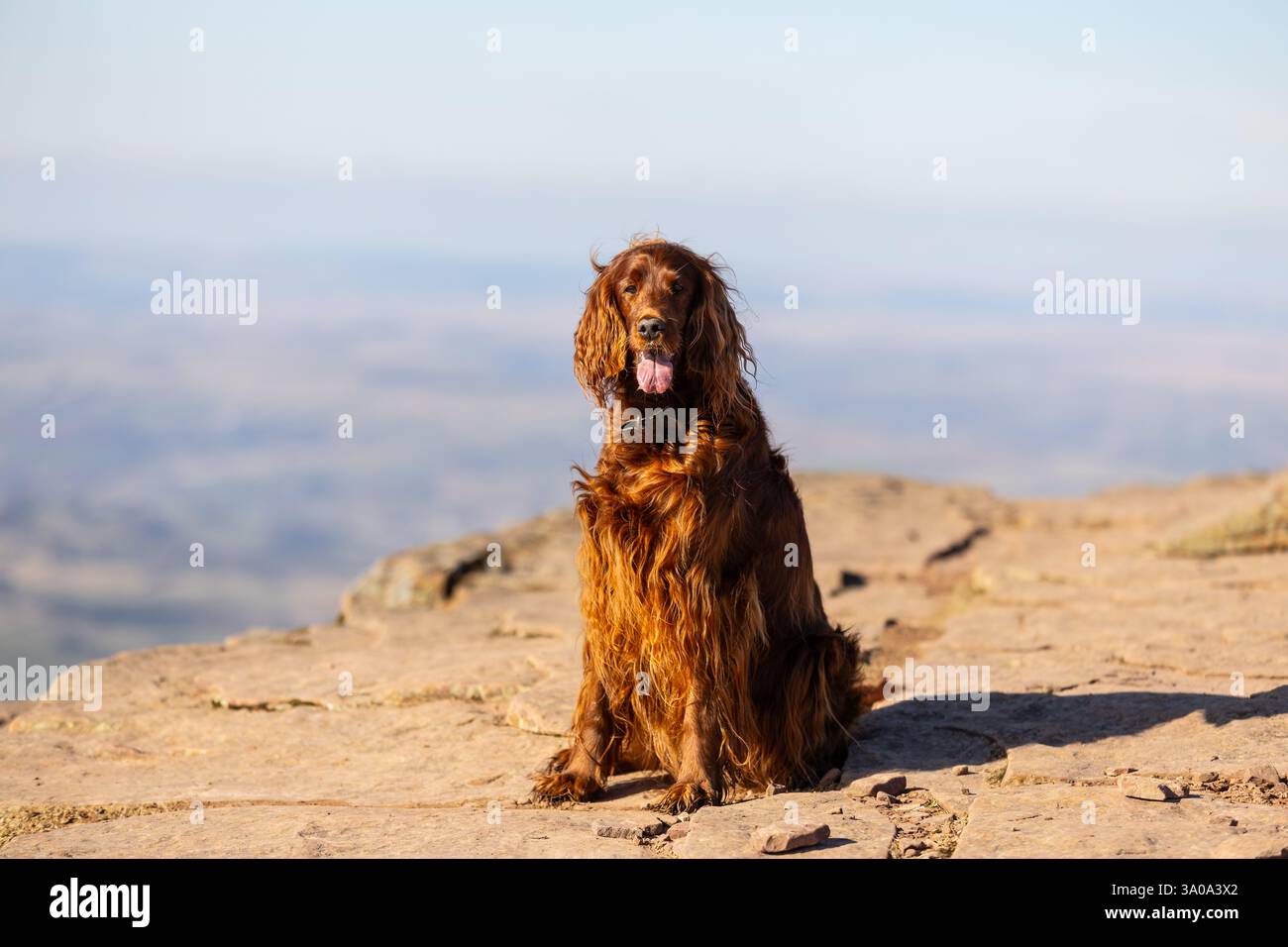 Weiblicher irischer Red Setter-Hund, fotografiert in den Bergen von Südwales, Großbritannien Stockfoto