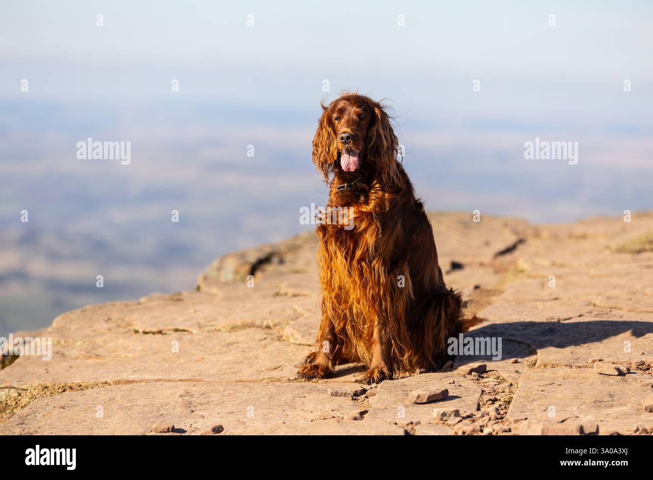 Weiblicher irischer Red Setter-Hund, fotografiert in den Bergen von Südwales, Großbritannien Stockfoto