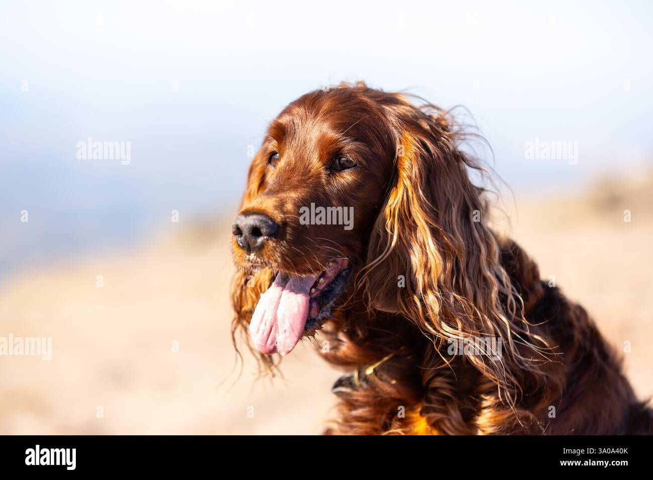 Weiblicher irischer Red Setter-Hund, fotografiert in den Bergen von Südwales, Großbritannien Stockfoto