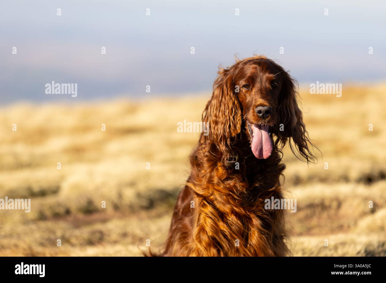 Weiblicher irischer Red Setter-Hund, fotografiert in den Bergen von Südwales, Großbritannien Stockfoto