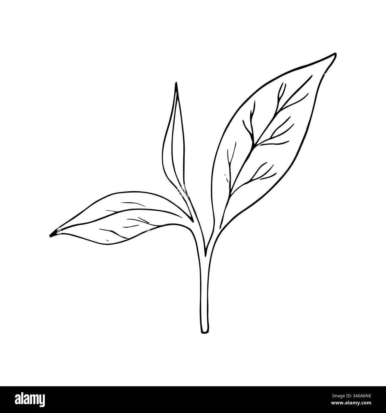 Handgezeichnete Teeblätter Illustration. Trendiges botanisches Element. Vektorbild für Karten- und Verpackungsdesign geeignet Stock Vektor