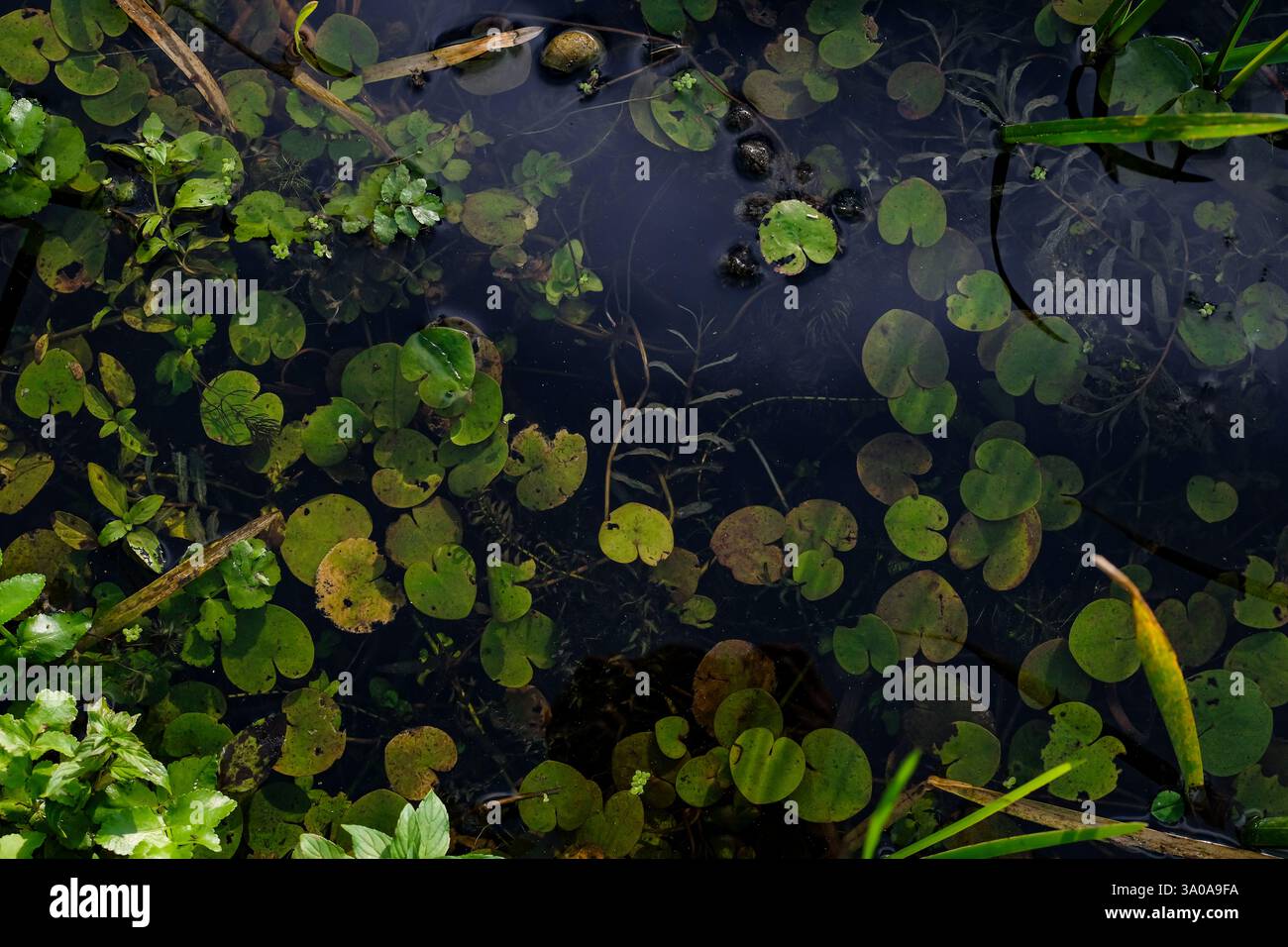 Meditative Wasseroberfläche mit Wasserpflanzen. Kleine Blätter schwimmender Pflanzen. Stimmungsbrett. Hydrocharis morsus-ranae. Kopierbereich. Stockfoto