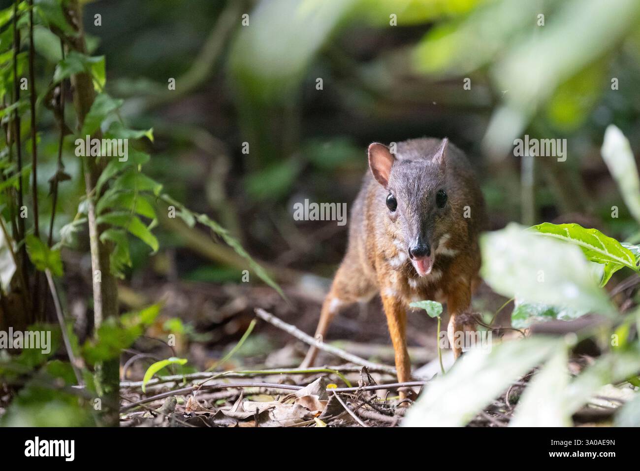 (250303) -- SINGAPUR, 3. März 2025 (Xinhua) -- am 17. Januar 2025 jagt Ein kleinerer Mäusehirsch im Wald des Windsor Naturparks in Singapur. Der Welttag der Wildtiere findet jährlich am 3. März statt. Singapur verfügt über viele Naturschutzgebiete, die Wildtieren und Pflanzen Lebensraum bieten. (Foto von dann Chih Wey/Xinhua) Stockfoto