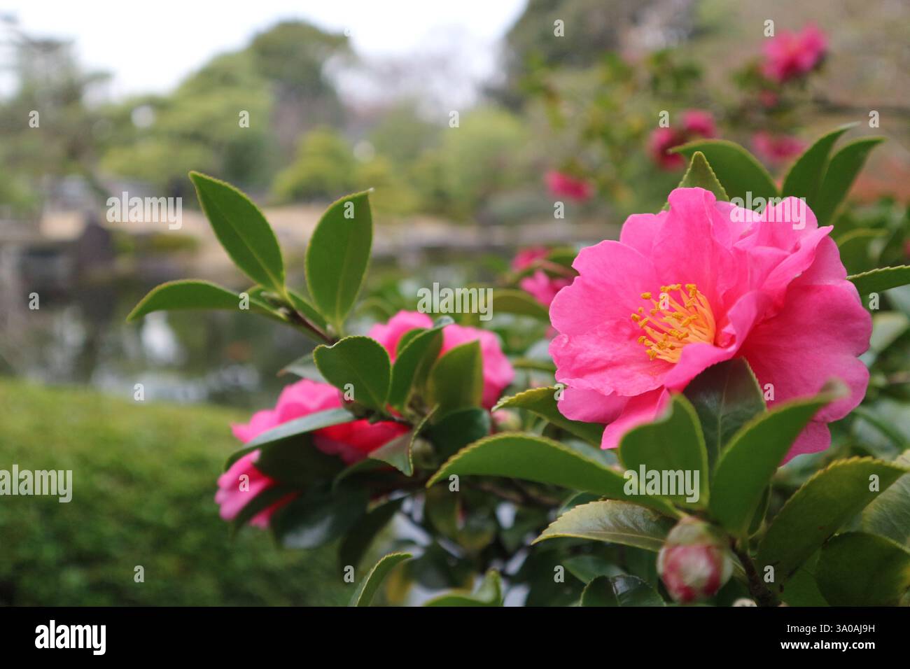 Eine Nahaufnahme einer leuchtenden rosa Kamelienblume in voller Blüte, mit einem ruhigen Teich im Hintergrund. Stockfoto