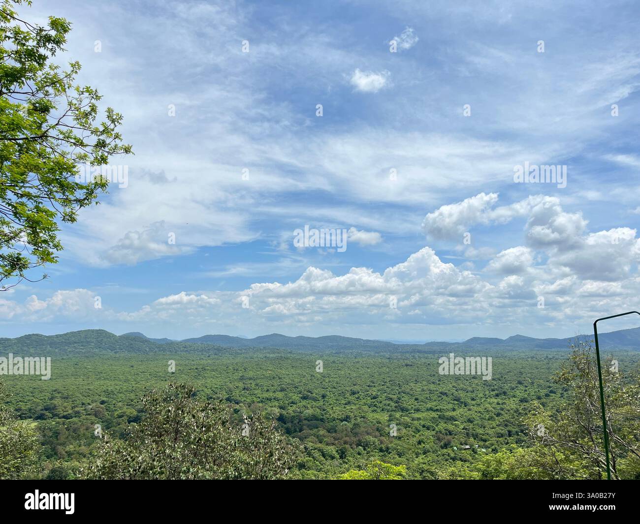 Ein atemberaubender Panoramablick auf einen üppig grünen Wald, der sich über den Horizont erstreckt, mit sanften Hügeln im Hintergrund. - Smartphone-aufgenommenes Stockfoto