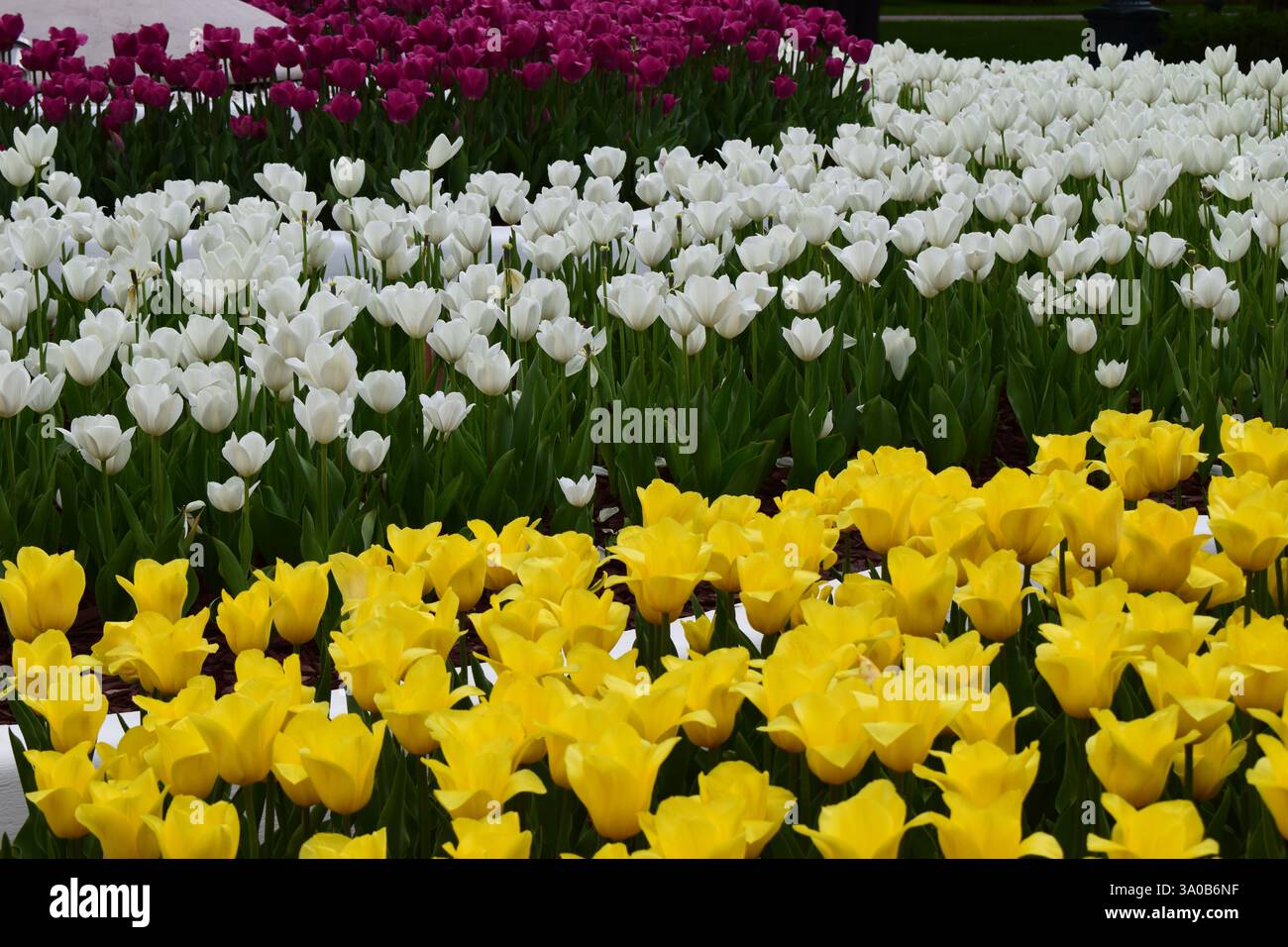 Ein Garten mit Tulpenreihen in verschiedenen Farben. Vorne sind hellgelbe Tulpen, gefolgt von weißen Tulpen in der Mitte. Im Hintergrund Stockfoto