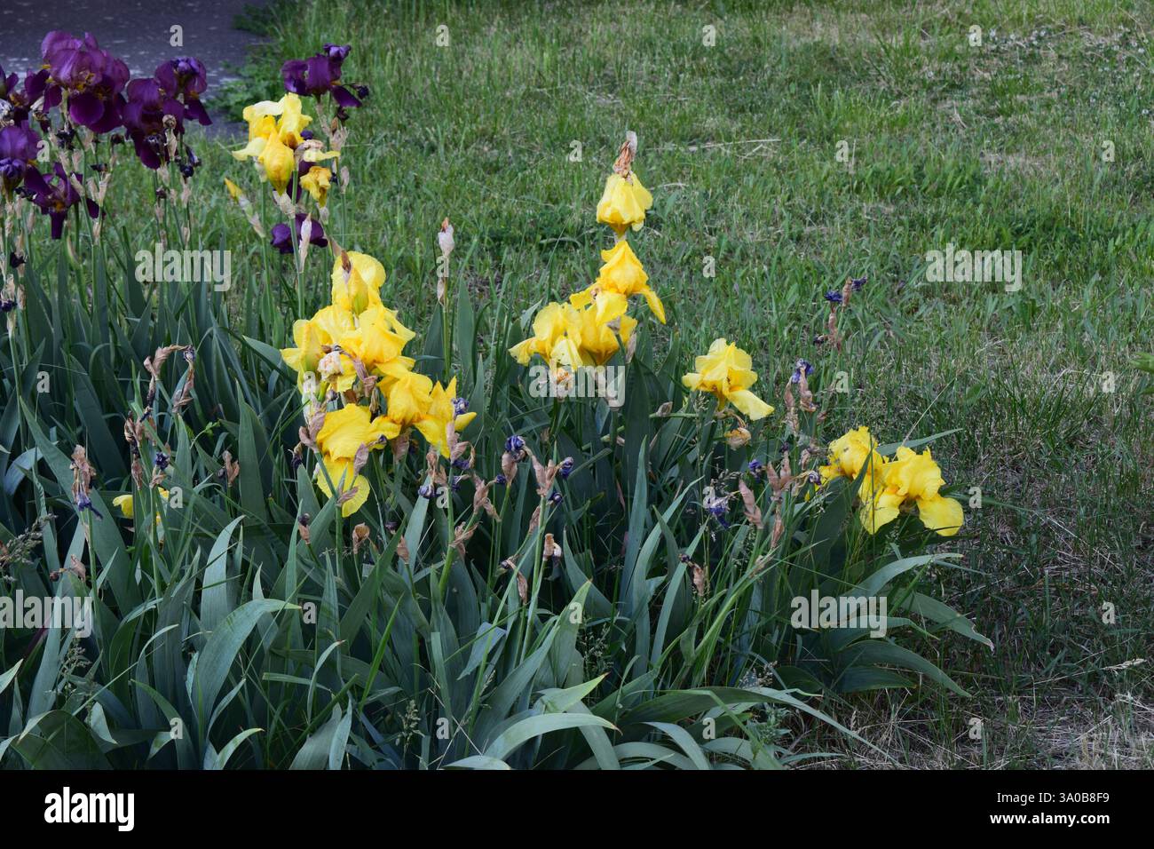 Eine Gartenszene mit blühenden Blumen. Es gibt hellgelbe Iris im Vordergrund und dunkelviolette Iris im Hintergrund. Die Blumen sind Surro Stockfoto