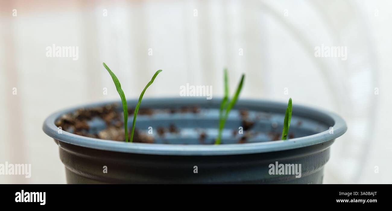 Junge grüne Setzlinge, die in einem kleinen Behälter im Boden sprießen, symbolisieren Wachstum, Natur und Nachhaltigkeit Stockfoto