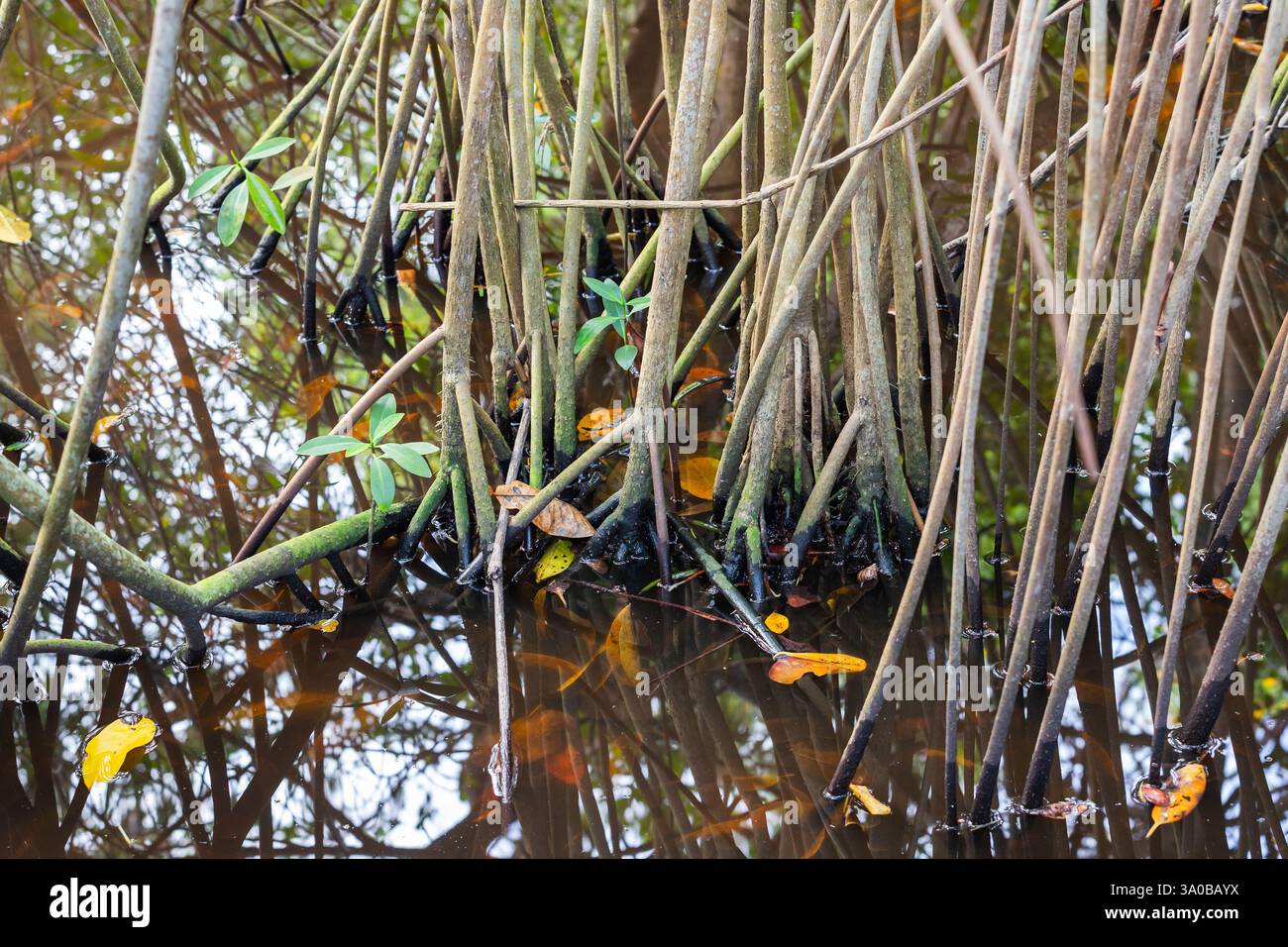 Detaillierte Darstellung von Mangrovenwurzeln, die über dem Wasser in einer tropischen aquatischen Umgebung verflochten sind, mit lebendigen Reflexen, Blättern und faszinierenden Elementen Stockfoto