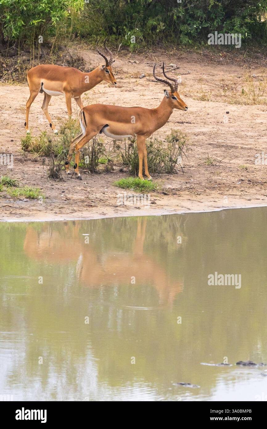 Ruhige Szene von zwei Impala-Widdern an einem Trinkloch im Krüger-Nationalpark mit ihren Reflexionen auf der ruhigen Wasseroberfläche. Stockfoto