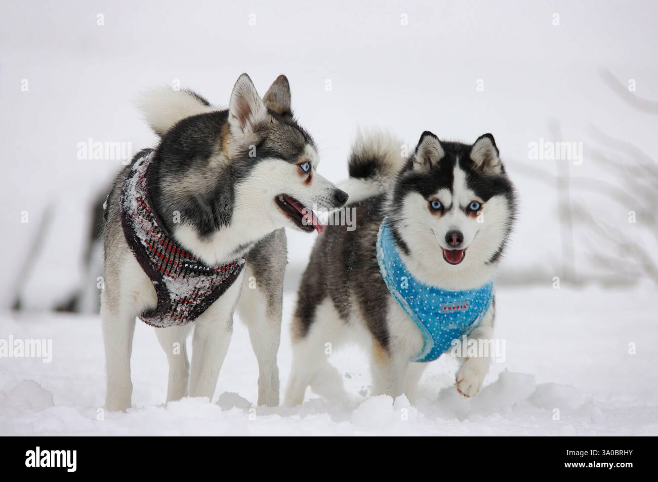 Zwei Alaskan Klee Kai spielen im Schnee Stockfoto