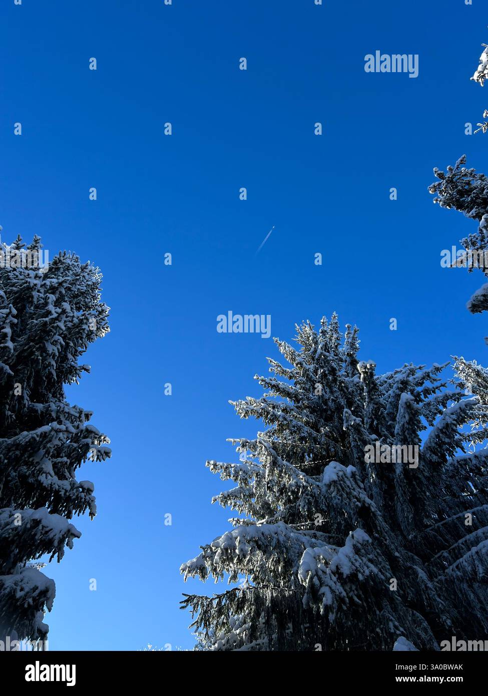 Ein faszinierender schneebedeckter Wald mit einer magischen Atmosphäre und einem atemberaubenden Blick auf ein Flugzeug, das zwischen Fichten fliegt. - Smartphone-aufgenommenes Stockfoto