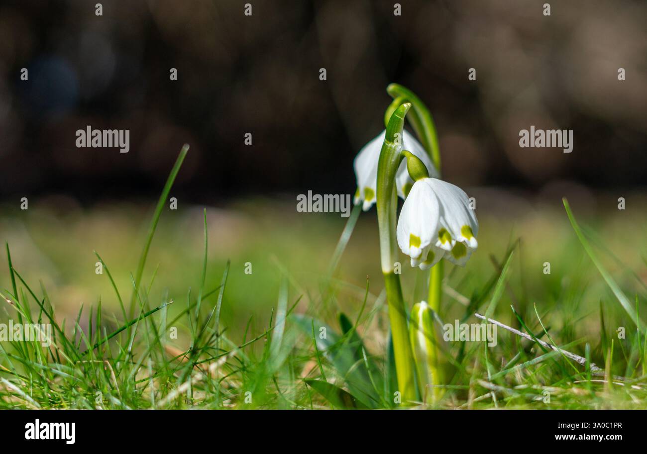 Großer Schneeglöckchen Leucojum Vernum im Frühjahr Stockfoto